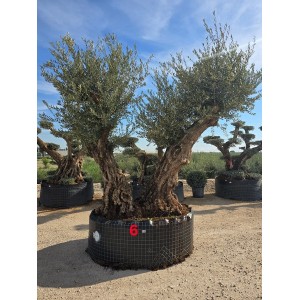 Olea bonsai doble ejemplar